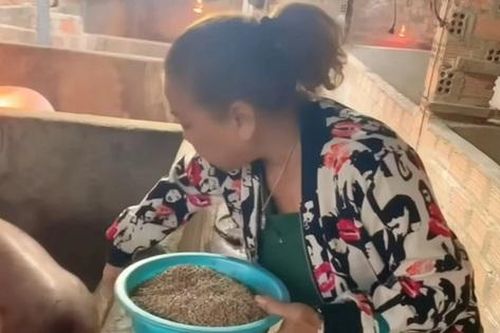 Siu Black 'bỏ phố về rừng': 4h sáng dậy cho heo ăn, chồng kiếm củi nấu cám