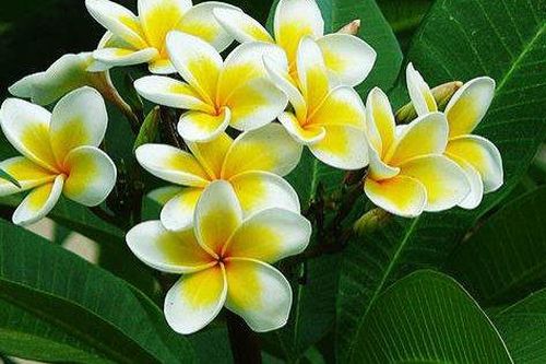 Ba loài hoa có tác dụng hỗ trợ hạ huyết áp