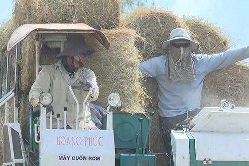 Bạc Liêu: Thu gom rơm rạ đắt như tôm tươi, nâng cao thu nhập cho nông dân
