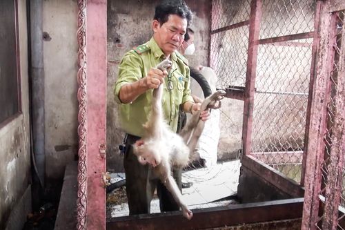 Người dân ở TP.HCM bàn giao 5 con khỉ cho lực lượng kiểm lâm