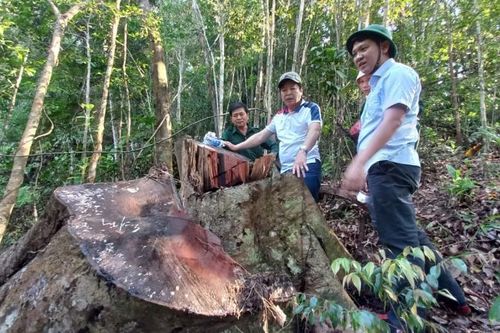 Khẩn trương điều tra vụ phá rừng phòng hộ tại Đông Giang