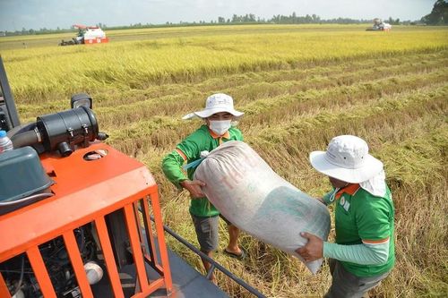Doanh nghiệp gạo thiếu vốn mua dự trữ lúa