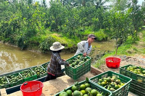 Vĩnh Long: Giá cam sành đang nhích dần đến 10.000 đồng/kg