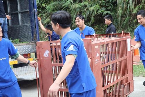 Cứu hộ 5 gấu ngựa bị nuôi nhốt hơn 20 năm tại làng Phụng Thượng