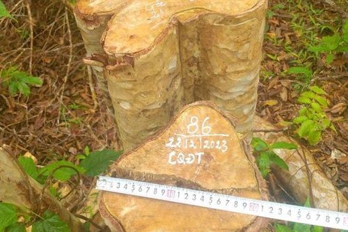 125 cây rừng tại Gia Lai bị chặt hạ