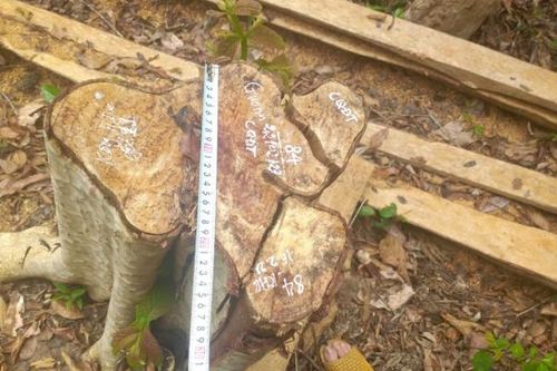 Gia Lai: 'Lâm tặc' ngang nhiên vào rừng đốn hạ 125 cây gỗ