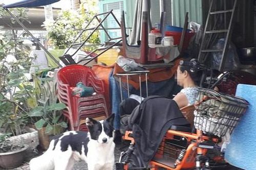 Thú cưng tấn công người: Có thể truy cứu trách nhiệm hình sự chủ nuôi