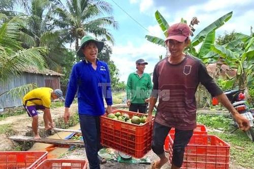 Giá cam sành bất ngờ vọt tăng sau chuỗi ngày 'lao dốc' chưa từng có