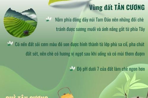 Tri thức dân gian trồng và chế biến chè Tân Cương