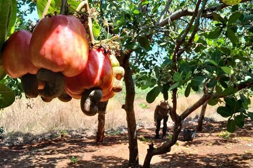 Giá thu mua đầu vụ ở 'thủ phủ điều' Bình Phước thấp hơn mọi năm