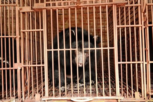 Cứu hộ 5 cá thể gấu ngựa sau hơn 20 năm bị nuôi nhốt ở Hà Nội
