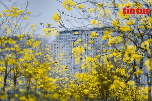 Hàng nghìn chiếc 'chuông vàng' rung rinh trong nắng xuân Hà Nội