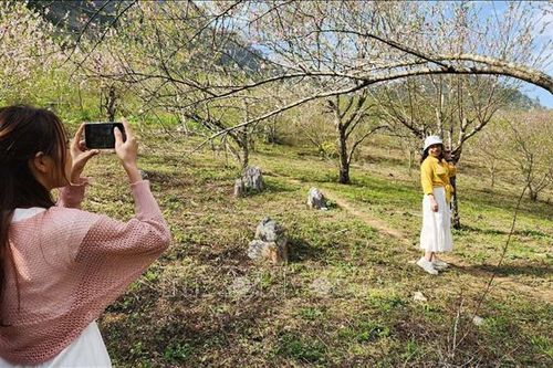 Sắc thắm hoa đào mùa xuân ở Lóng Luông, Sơn La