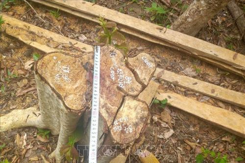 Khẩn trương điều tra vụ 125 cây rừng bị cưa hạ ở Gia Lai
