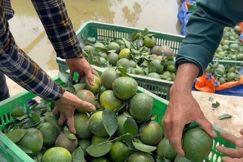 Vĩnh Long: Giá cam sành đang nhích dần đến 10.000 đồng/kg