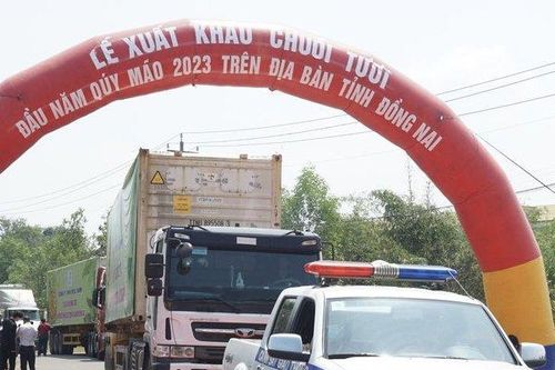 Đồng Nai đặt mục tiêu xuất khẩu 500.000 tấn chuối trong năm 2023