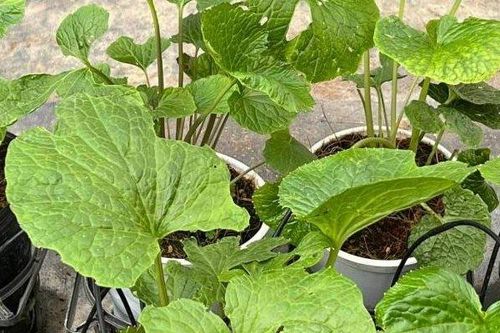Trồng loại cây gia vị đắt đỏ, người đàn ông Đà Lạt nhân giống không kịp bán