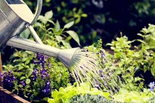 6 loại rau củ không thể thiếu cho vụ xuân hè mà bạn nên trồng trong khu vườn của mình