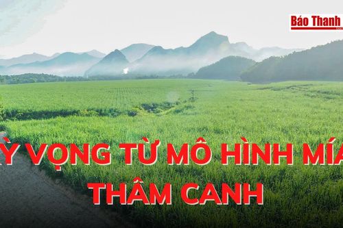 Kỳ vọng từ mô hình mía thâm canh