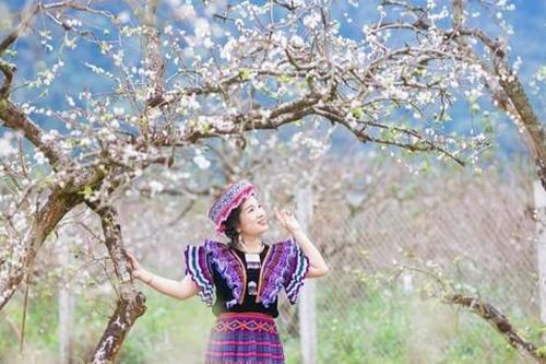 Sơn La: Sắc trắng núi rừng trên cao nguyên Mộc Châu