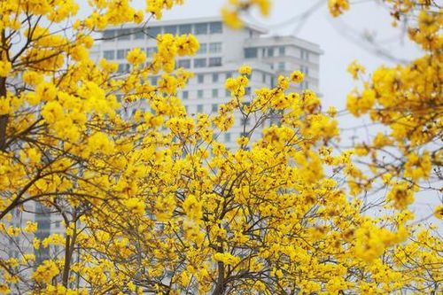 Rực rỡ sắc hoa phong linh giữa lòng Hà Nội