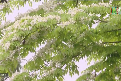 Hà Nội mùa hoa sưa