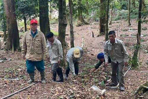 Chuyện làm giàu trên đỉnh Ngọc Linh