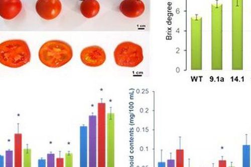 Ứng dụng thành công công nghệ chỉnh sửa gene trong cải tạo giống cây trồng