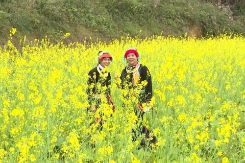 Hà Giang: Rực rỡ mùa cải vàng Nà Thác