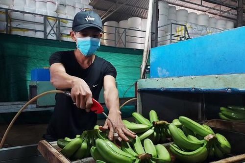 Một tỉnh xuất đi nửa triệu tấn chuối, đặc sản Việt dần chiếm lĩnh thị phần ở Trung Quốc