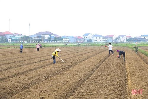 Nông dân Hà Tĩnh tập trung gieo trồng, 'khép' thời vụ cây trồng cạn vụ xuân