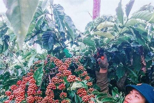 Giá nông sản ngày 23/2/2023: Cà phê và tiêu tiếp tục tăng mạnh