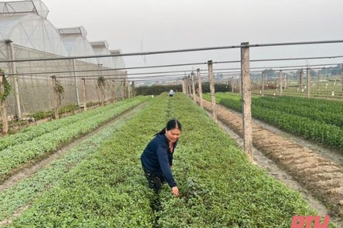 Thiệu Hóa phát triển các mô hình sản xuất nông nghiệp