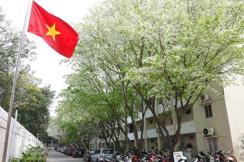Hoa sưa nở trắng nhiều tuyến phố Hà Nội