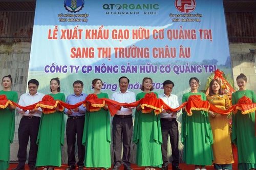Quảng Trị: Dự kiến xuất khẩu 30-50 tấn gạo hữu cơ/tháng