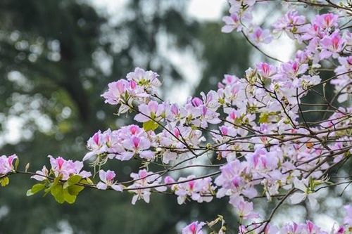 Hoa Ban Tây Bắc nở rộ giữa Thủ đô