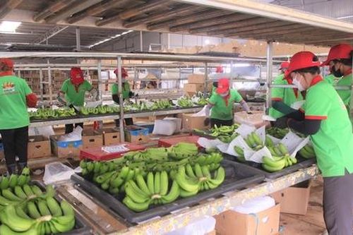 Kỳ vọng xuất khẩu chuối có bước tăng trưởng mới