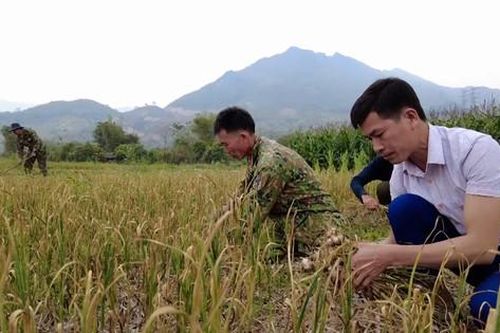 Bà con Yên Châu phấn khởi vào mùa thu hoạch tỏi