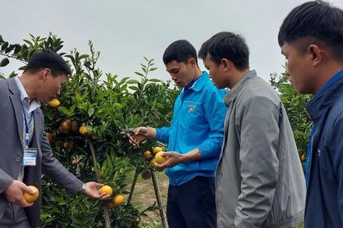 Chàng trai dân tộc Thái dám nghĩ, dám làm