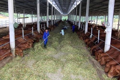 Được thuê đất nông nghiệp dài hạn, nông dân yên tâm đầu tư