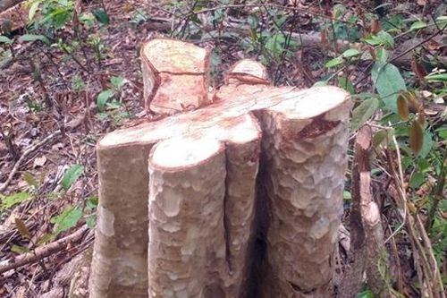 Tiếp tục phát hiện thêm vụ phá rừng tại huyện Kông Chro