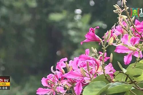 Hoa ban khoe sắc trên đường phố Hà Nội