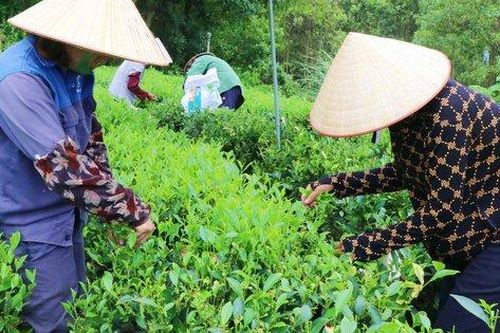 Tri thức dân gian trồng và chế biến chè Tân Cương trở thành di sản văn hóa