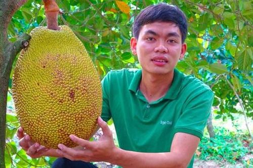 Kỹ sư 10X giúp cha mẹ kiếm nửa tỷ mỗi năm nhờ trồng mít ruột đỏ