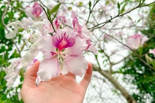 'Check-in' con đường hoa ban đẹp nhất Hà Nội
