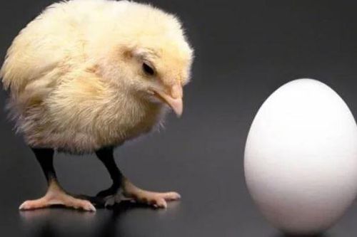 Con gà có trước hay quả trứng có trước?