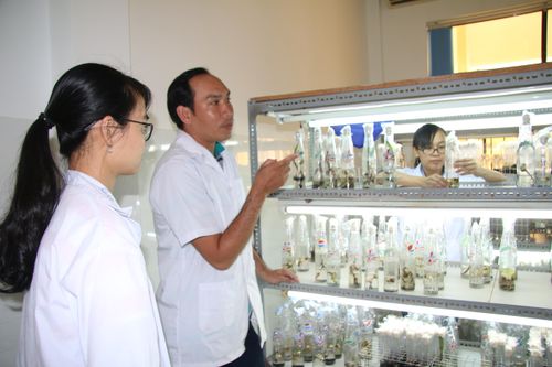 Bảo tồn đặc sản dừa sáp từ công nghệ nuôi cấy mô tế bào