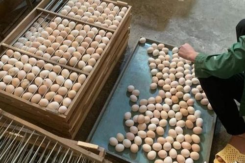 Trứng gà Đông Tảo được săn đón với giá cao gấp vài chục lần trứng gà thường