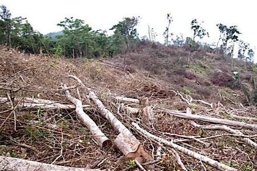 Phá rừng ở vùng cao Quảng Trị, 7 người dân bị phạt gần 800 triệu đồng