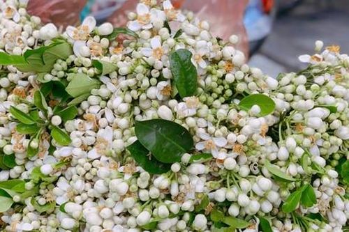 Hoa bưởi đầu mùa tỏa hương khắp phố Hà Nội, giá nửa triệu đồng/kg